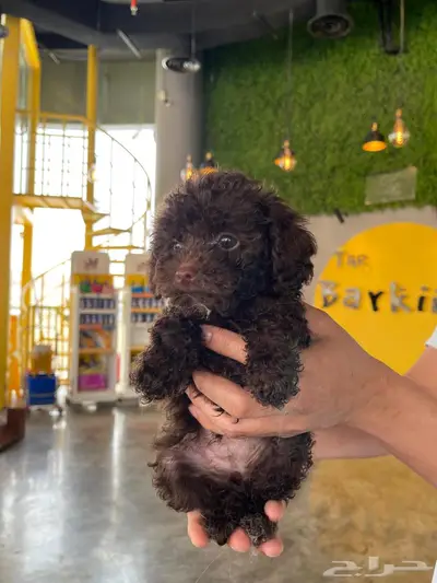 توي بودل شوكليت toy poodle 0