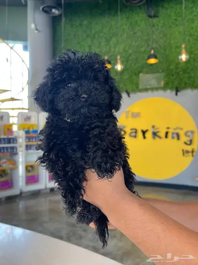 توي بودل اسود toy poodle index