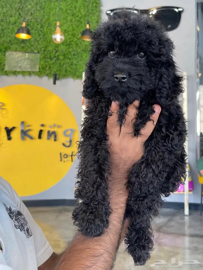 توي بودل اسود toy poodle 0