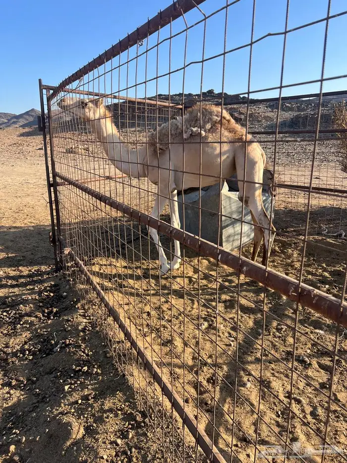 بكره للبيع 0