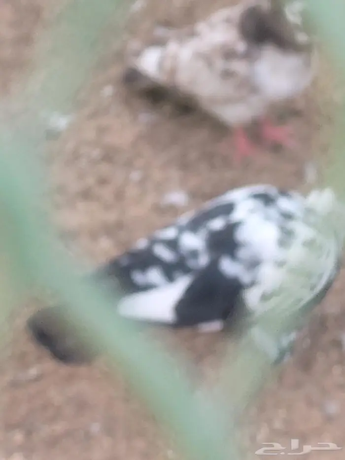 حمام تركي وباكستاني 3