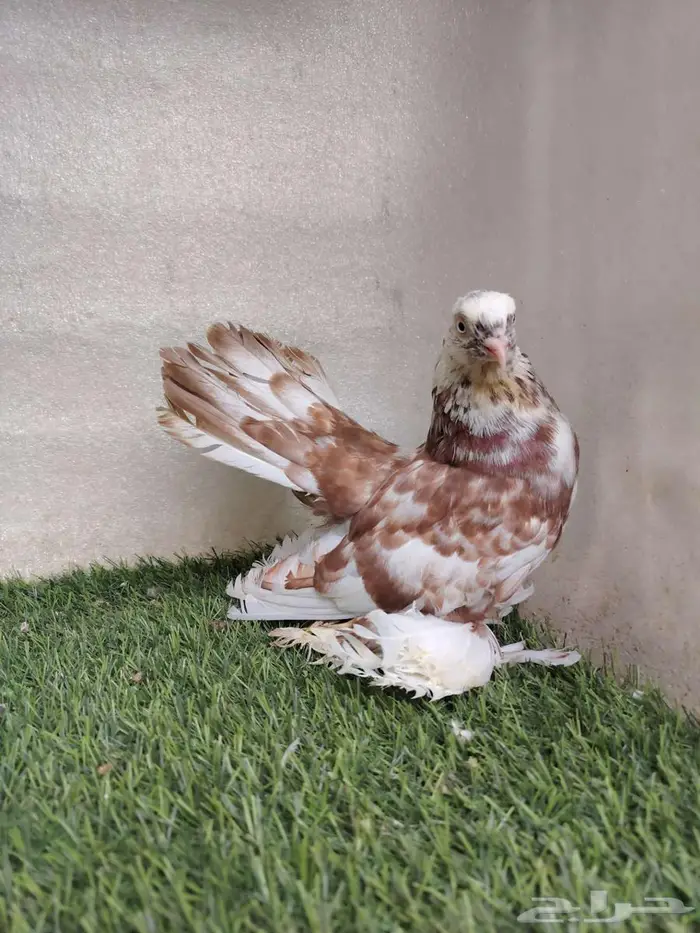 أنثى رستوف 0