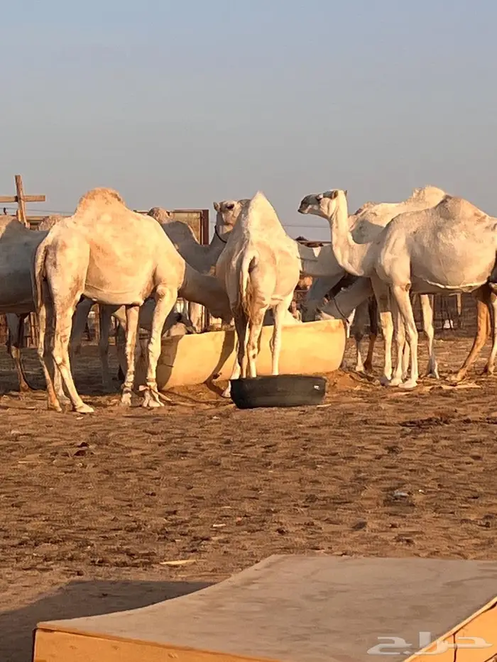 لقحات وضح للبيع 0