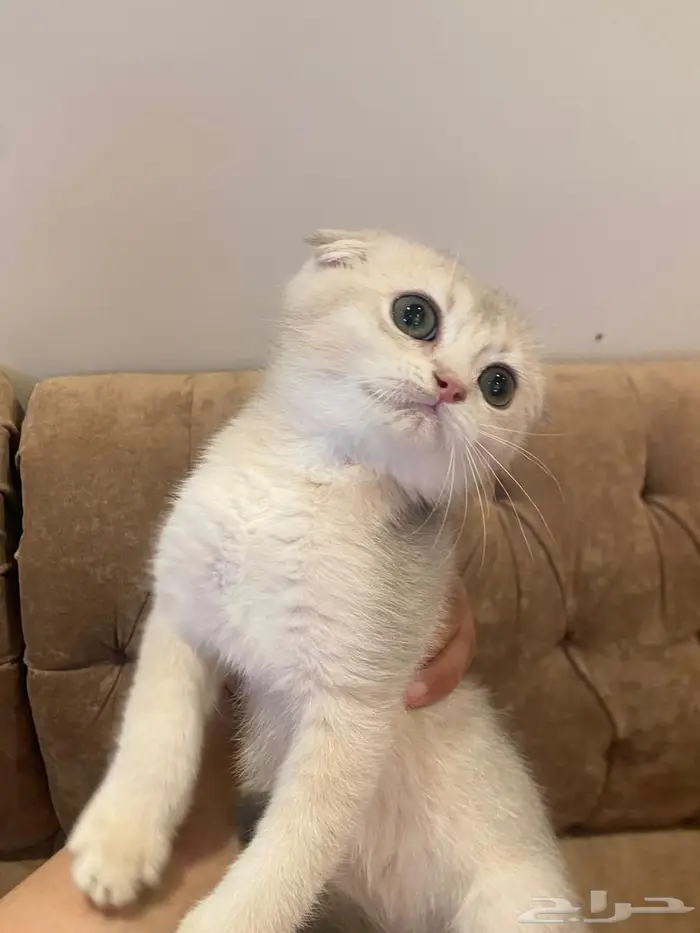 كيتن سكوتش دبل فولد ay11 جميله جدا 3