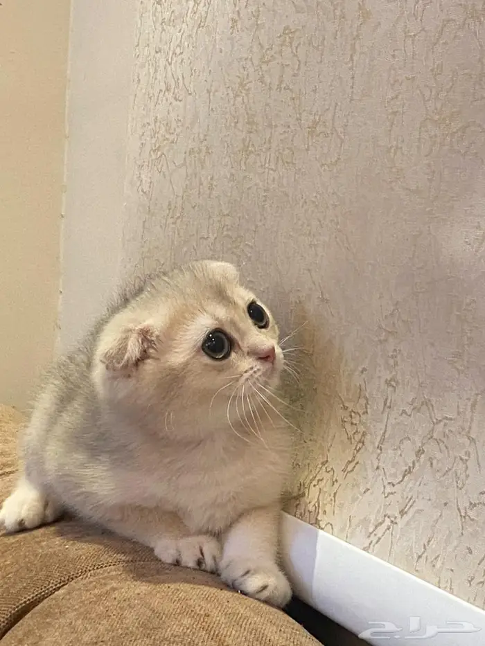 كيتن سكوتش دبل فولد ay11 جميله جدا 1