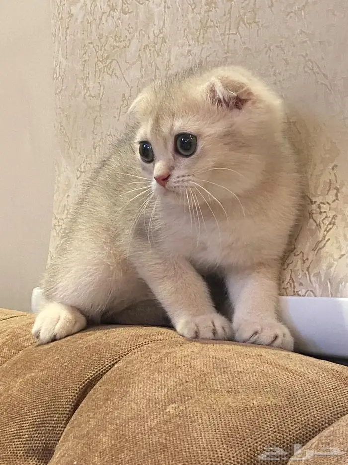 كيتن سكوتش دبل فولد ay11 جميله جدا 4