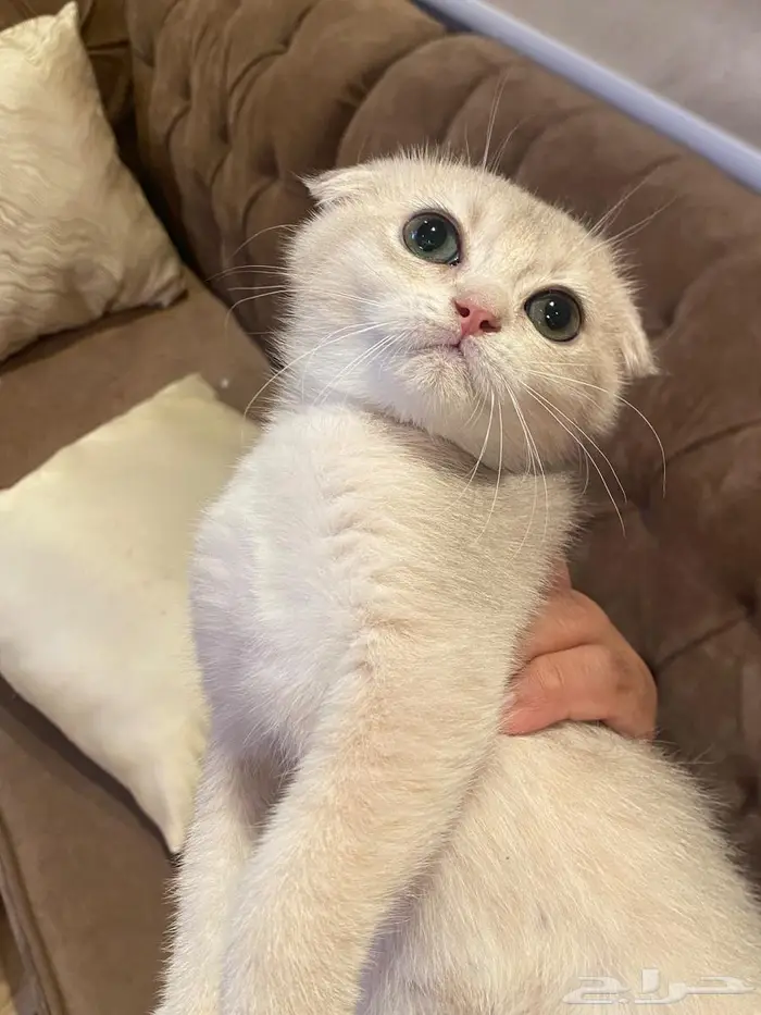 كيتن سكوتش دبل فولد ay11 جميله جدا 5