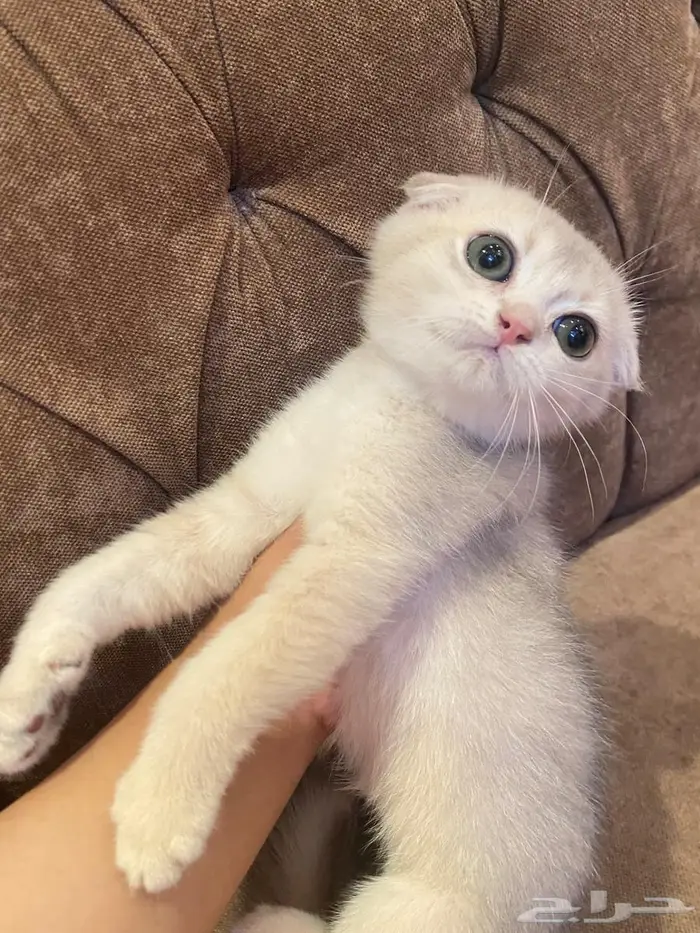كيتن سكوتش دبل فولد ay11 جميله جدا 0