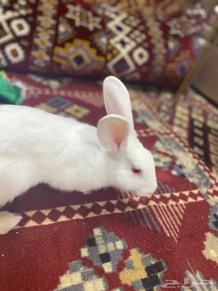 ارنب فرنسي للبيع 0