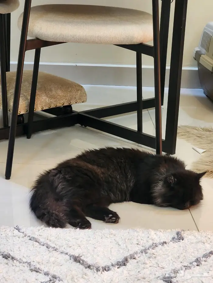 قط يطلب تزاوج 0