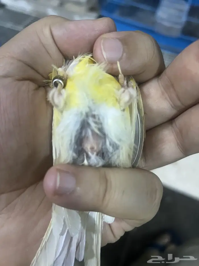 كناري أنثى منتجه 4