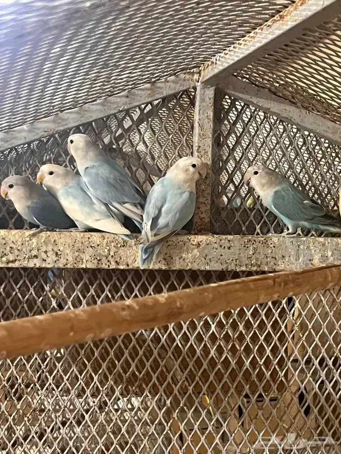 عشة روز 2