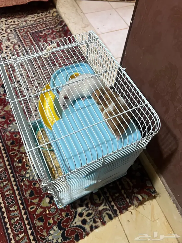 هامستر 1