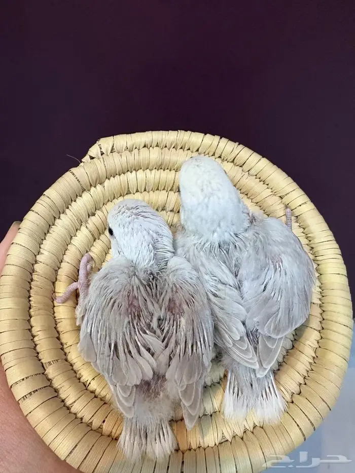 فروخ روز غر 1