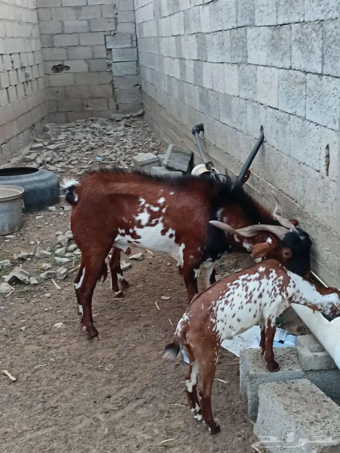 تيس فحل فاخر 1