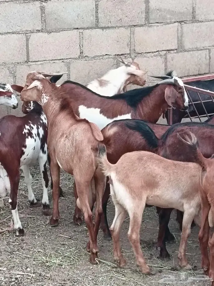 تيس فحل فاخر 14