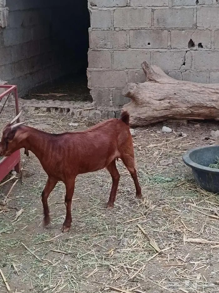 تيس فحل فاخر 9