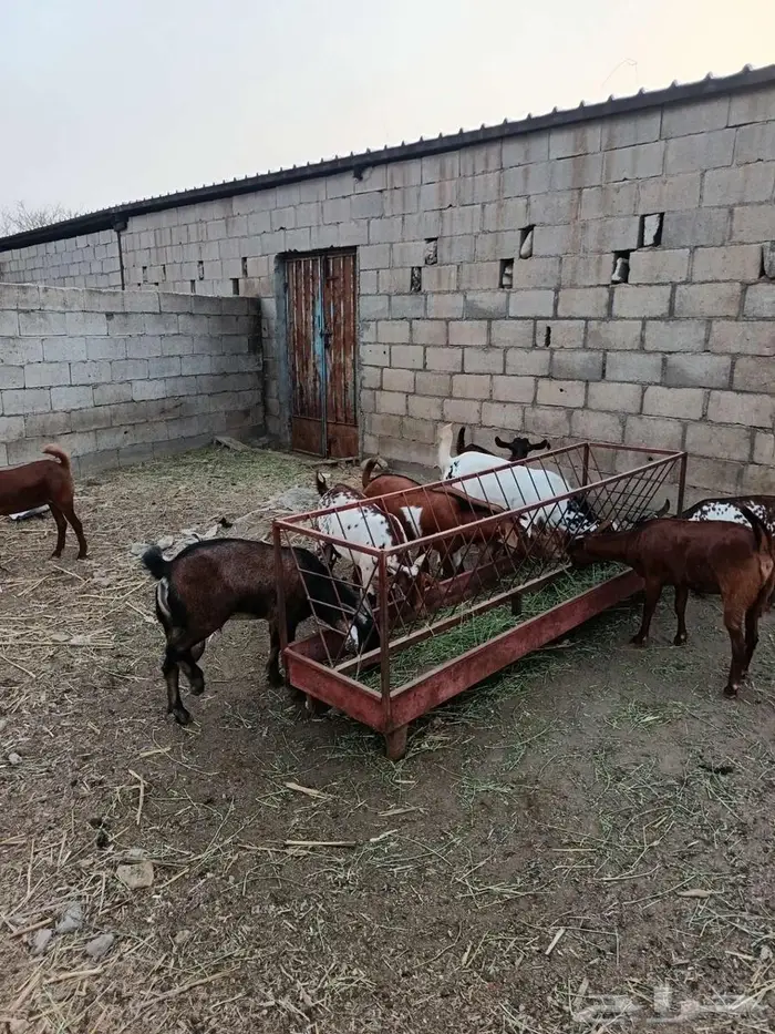 تيس فحل فاخر 10