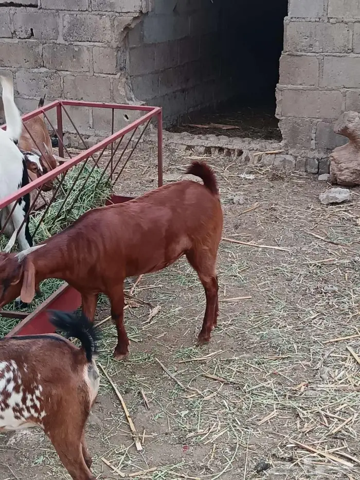 تيس فحل فاخر 12