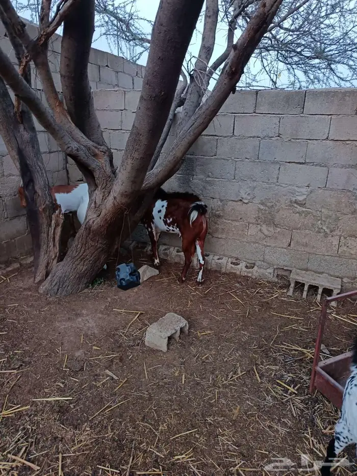 تيس فحل فاخر 5