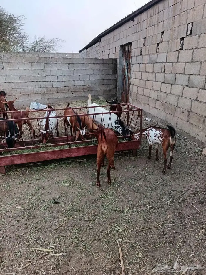 تيس فحل فاخر 7