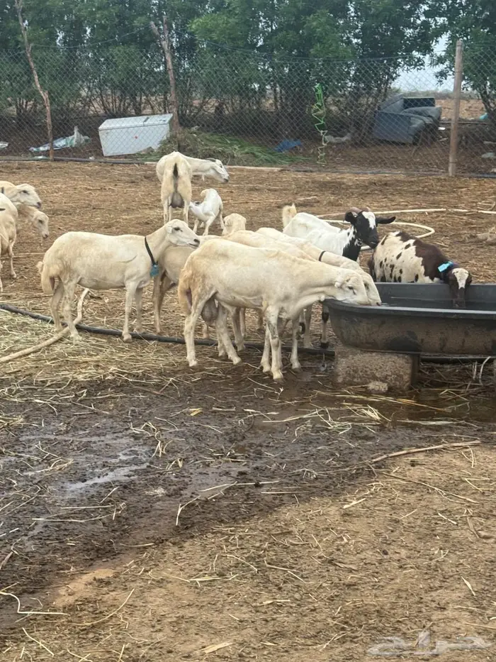 فحل بلدي مشروط 2