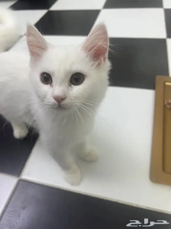 (للتبني) قطتين شيرازية بعمر 8 شهور 3