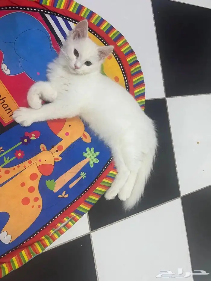 (للتبني) قطتين شيرازية بعمر 8 شهور 5