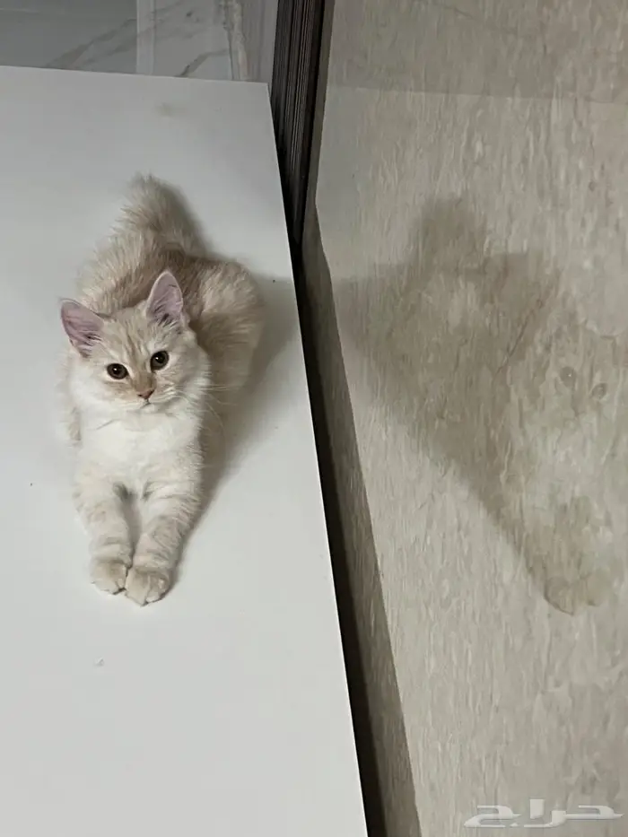 (للتبني) قطتين شيرازية بعمر 8 شهور 30