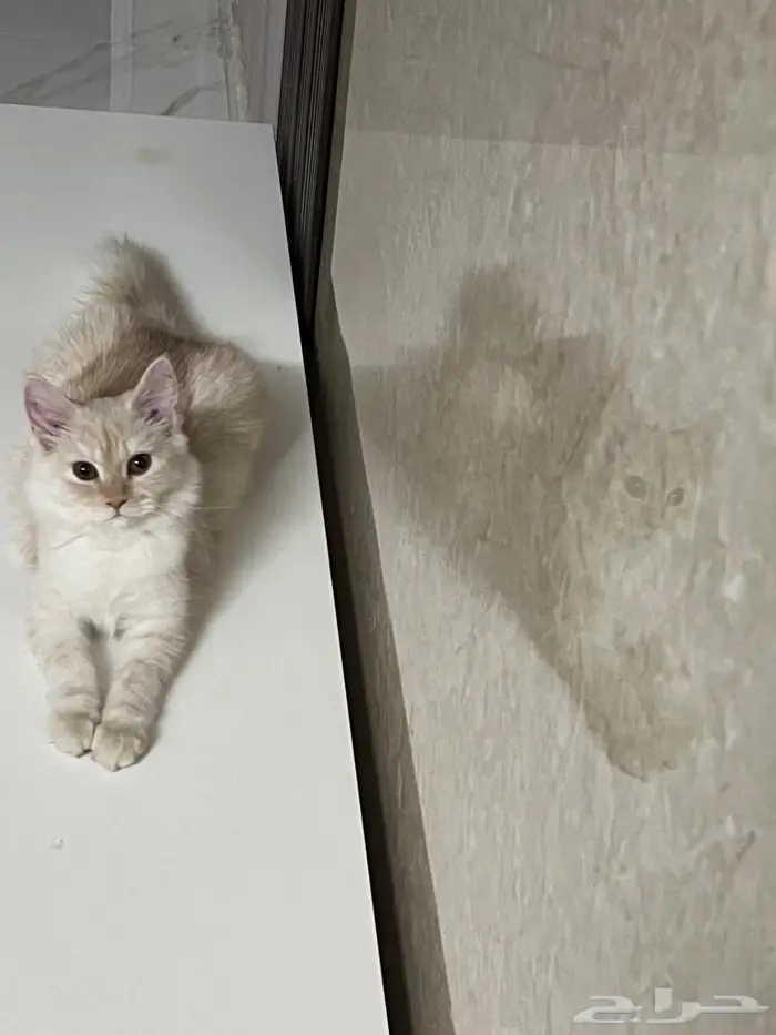 (للتبني) قطتين شيرازية بعمر 8 شهور 32