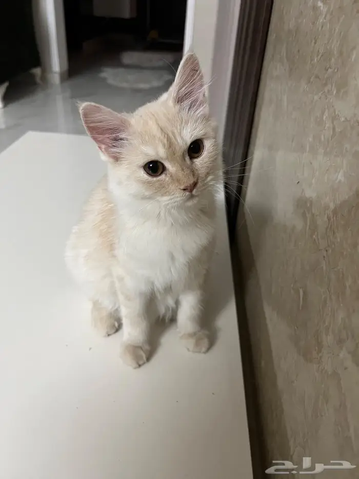 (للتبني) قطتين شيرازية بعمر 8 شهور 33