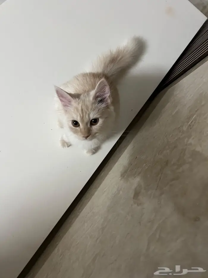 (للتبني) قطتين شيرازية بعمر 8 شهور 0