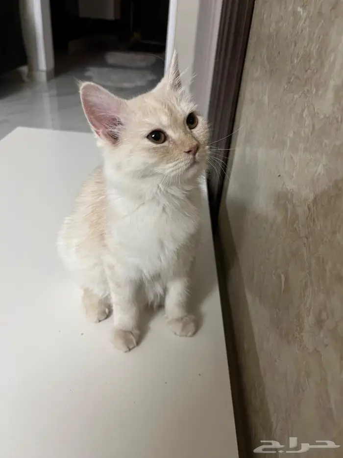 (للتبني) قطتين شيرازية بعمر 8 شهور 34
