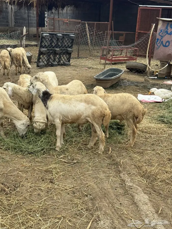 خرفان بلدي للبيع 2