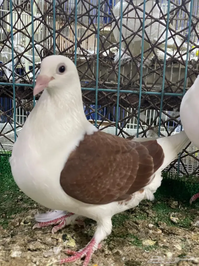 حمام زاجل مكتف 4