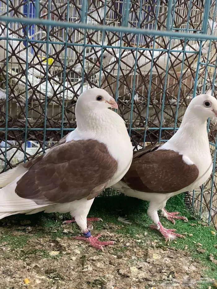 حمام زاجل مكتف 0
