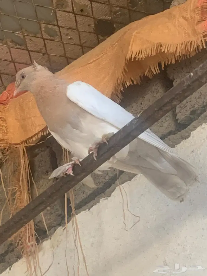 انثتين دبل كرست للبيع مستوى عالي 2