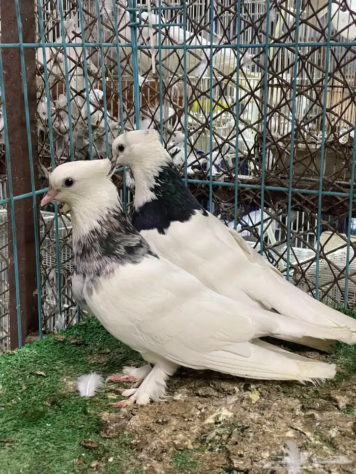 حمام ايراني 3