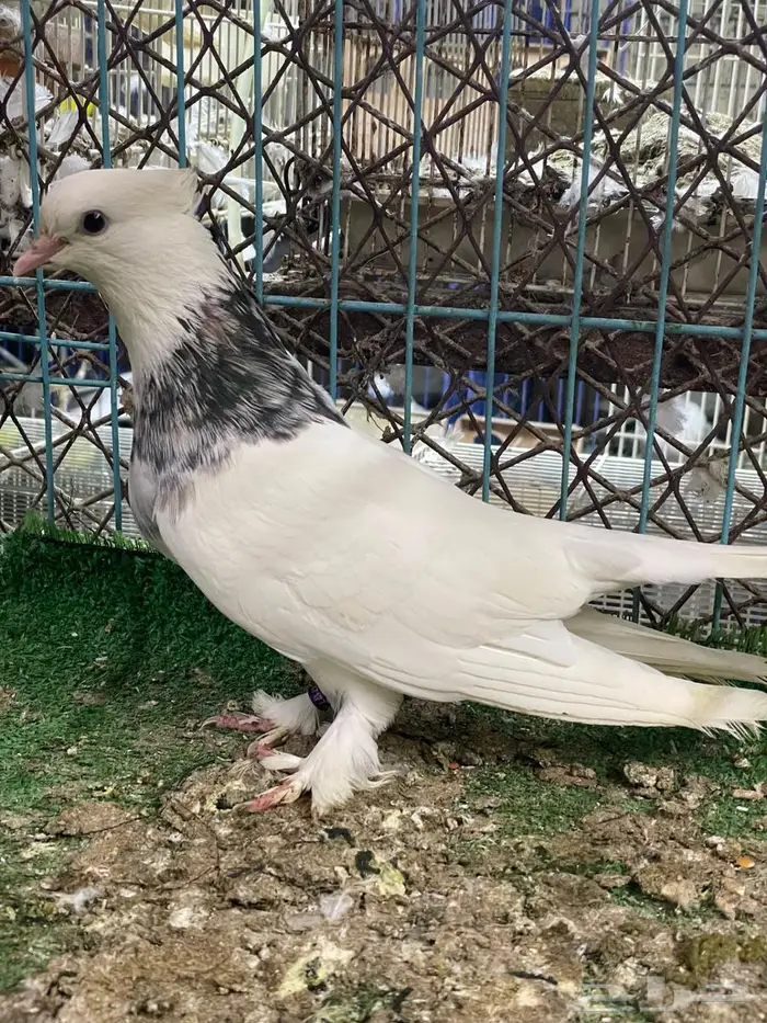 حمام ايراني 0