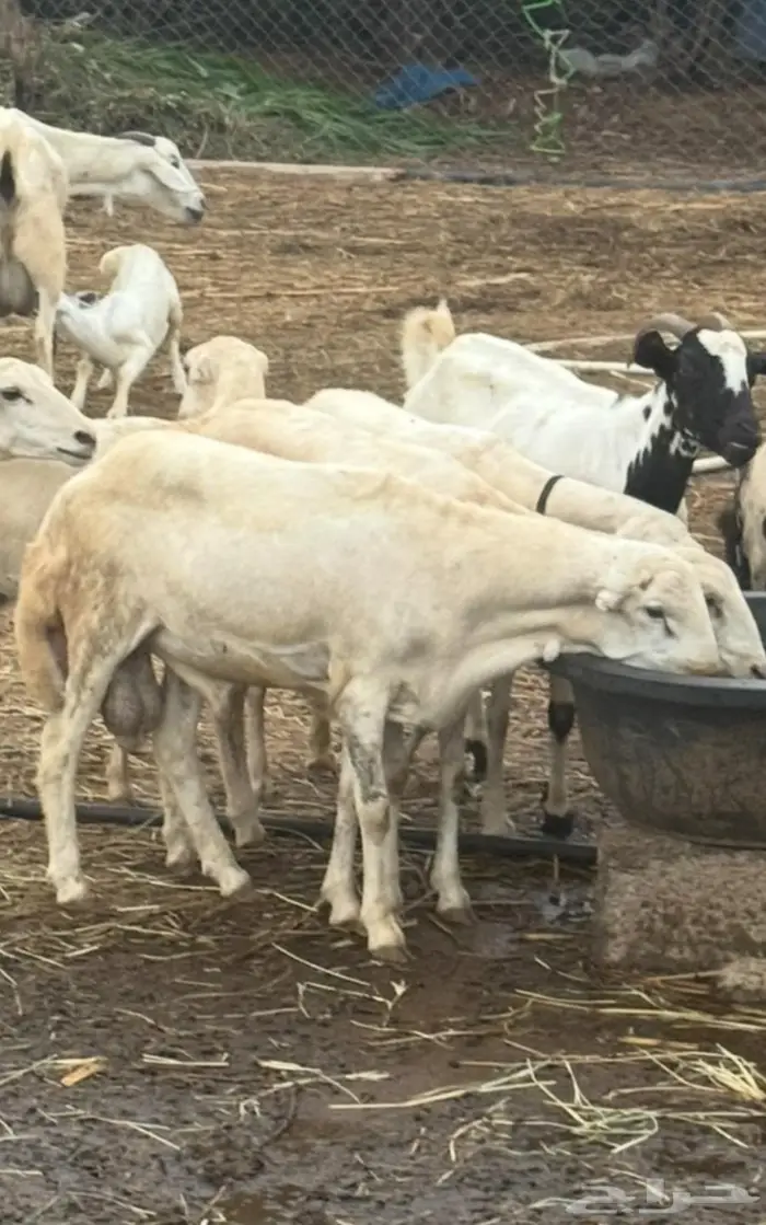 فحل بلدي مشروط 1