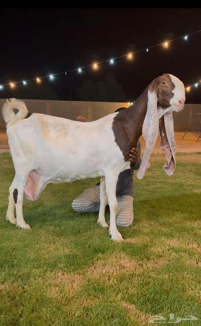تم البيع عنز. هولنديه خصم دافع قريبه ولاد على فحل كفووو 1