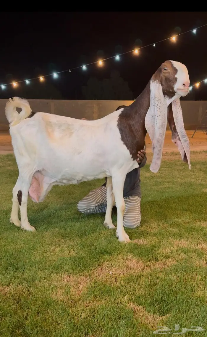 تم البيع عنز. هولنديه خصم دافع قريبه ولاد على فحل كفووو 0