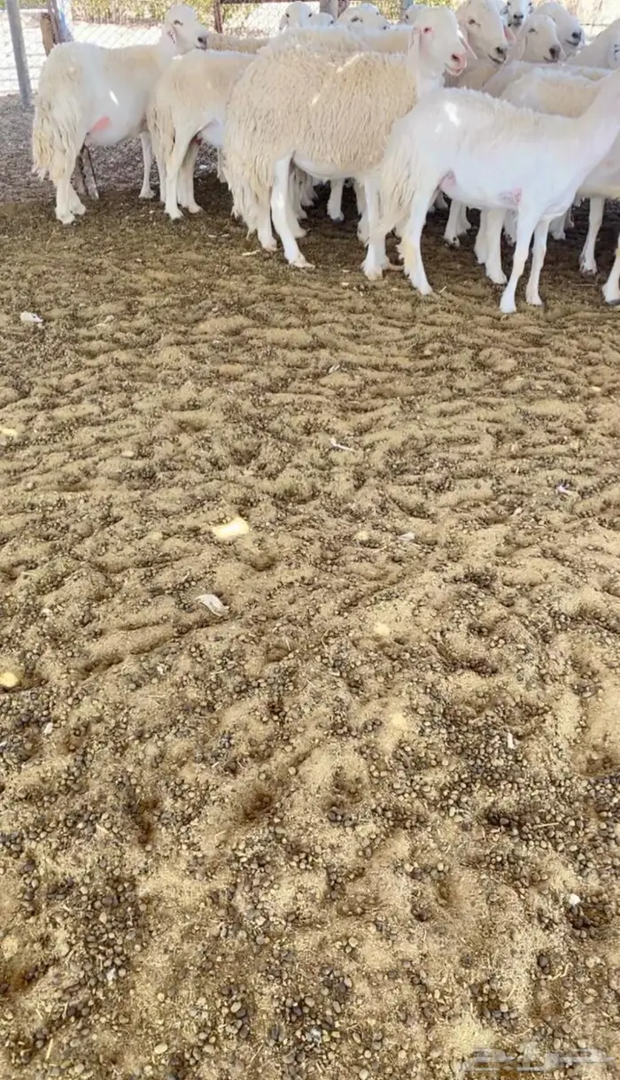 ضان حرش صنف 3