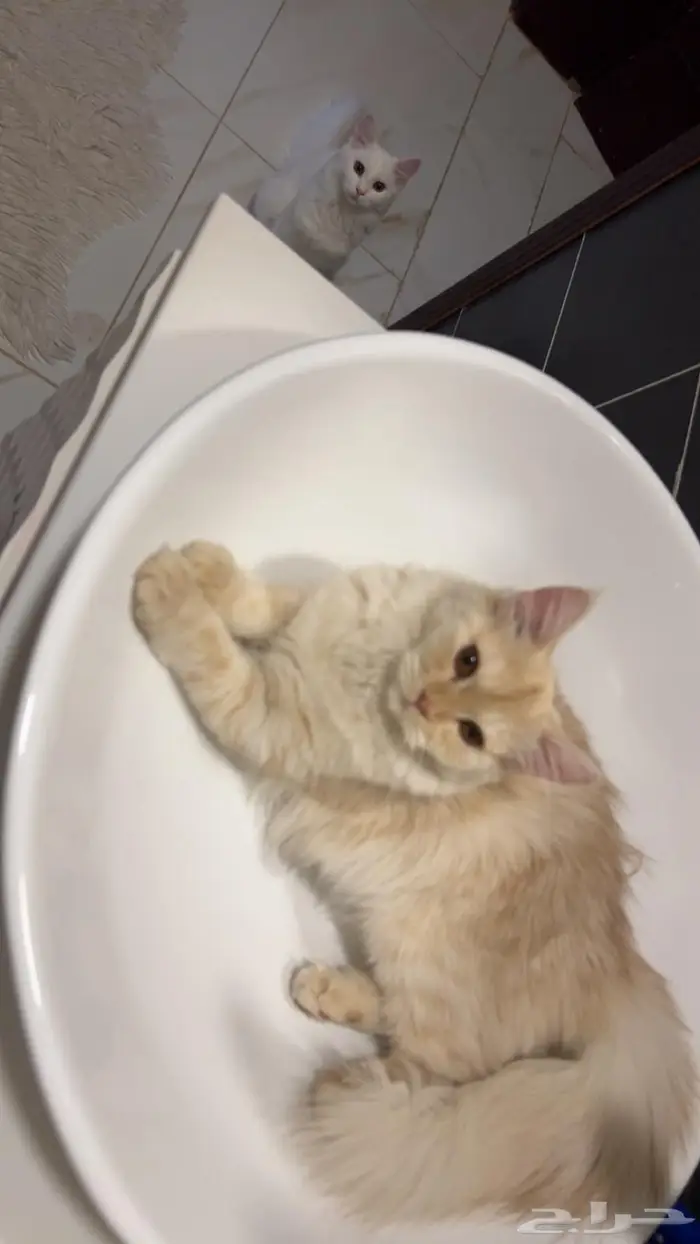 (للتبني) قطتين شيرازية بعمر 8 شهور 16