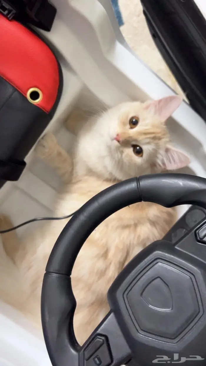 (للتبني) قطتين شيرازية بعمر 8 شهور 8