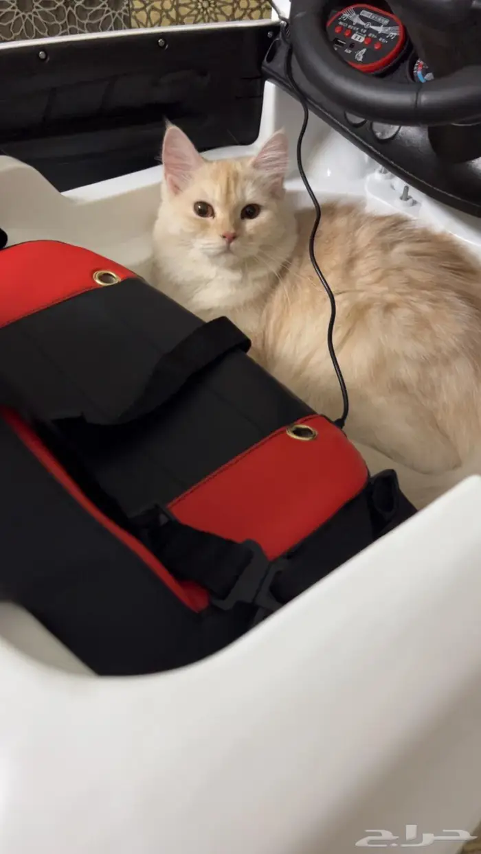 (للتبني) قطتين شيرازية بعمر 8 شهور 9