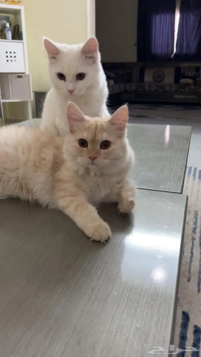 (للتبني) قطتين شيرازية بعمر 8 شهور 12
