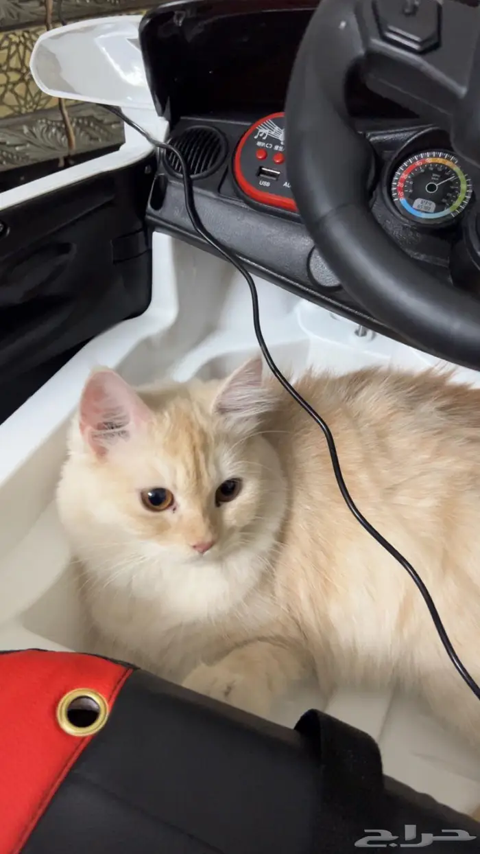 (للتبني) قطتين شيرازية بعمر 8 شهور 6