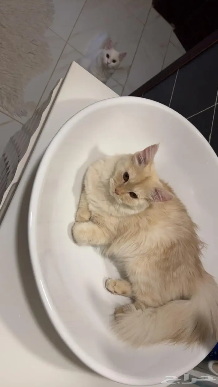 (للتبني) قطتين شيرازية بعمر 8 شهور 17