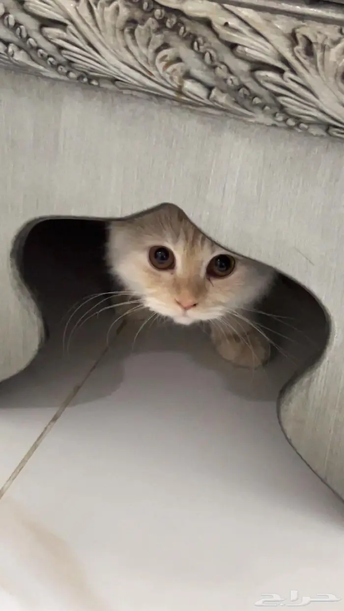 (للتبني) قطتين شيرازية بعمر 8 شهور 19